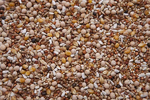 Tumbler Pigeon Mix (14%) - High Protein for Growing Pigeons
| Tumbler Pigeon Mix (14%) - Premium Seed Blend for Racing